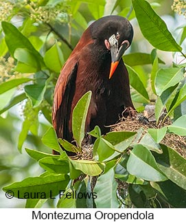 Montezuma Oropendola - &copy; Laura L Fellows and Exotic Birding LLC