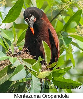 Montezuma Oropendola - © Laura L Fellows and Exotic Birding LLC