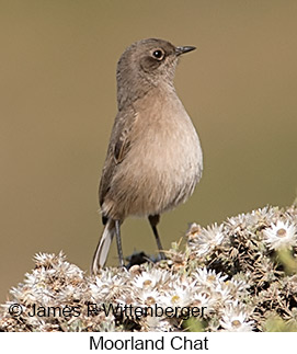 Moorland Chat - © James F Wittenberger and Exotic Birding LLC