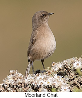 Moorland Chat - © James F Wittenberger and Exotic Birding LLC Moorland Chat - © James F Wittenberger and Exotic Birding LLC