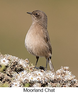 Moorland Chat - © James F Wittenberger and Exotic Birding LLC Moorland Chat - © James F Wittenberger and Exotic Birding LLC