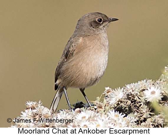 Moorland Chat - © The Photographer and Exotic Birding LLC