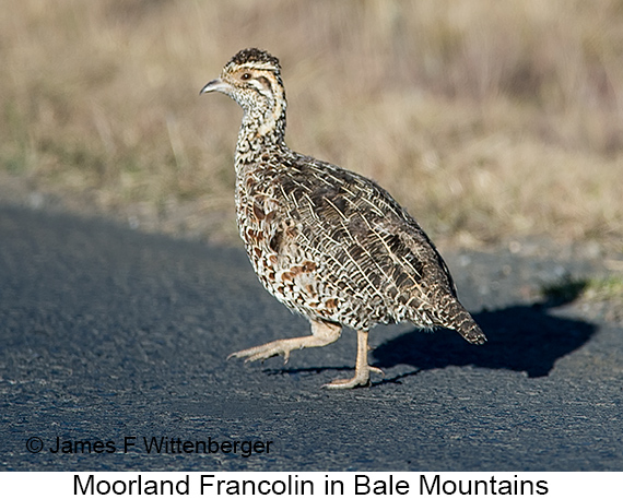 Moorland Francolin - © James F Wittenberger and Exotic Birding LLC