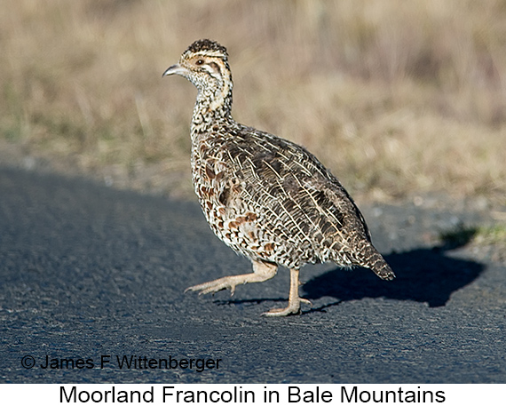 Moorland Francolin - © James F Wittenberger and Exotic Birding LLC Moorland Francolin - © James F Wittenberger and Exotic Birding LLC