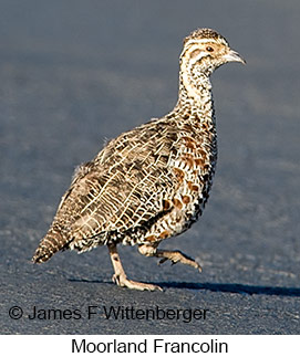 Moorland Francolin - &copy; James F Wittenberger and Exotic Birding LLC