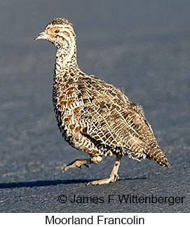 Moorland Francolin - © James F Wittenberger and Exotic Birding LLC