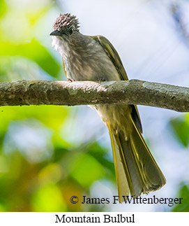 Mountain Bulbul - © James F Wittenberger and Exotic Birding LLC