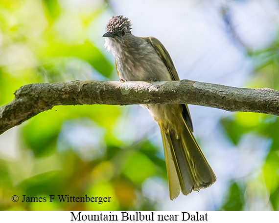 Mountain Bulbul - © James F Wittenberger and Exotic Birding LLC Mountain Bulbul - © James F Wittenberger and Exotic Birding LLC