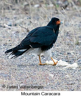 Mountain Caracara - © James F Wittenberger and Exotic Birding LLC