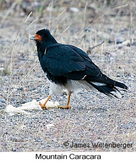 Mountain Caracara - © James F Wittenberger and Exotic Birding LLC