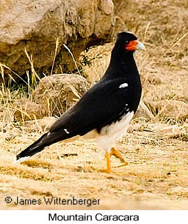 Mountain Caracara - © James F Wittenberger and Exotic Birding LLC