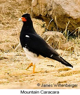 Mountain Caracara - © James F Wittenberger and Exotic Birding LLC