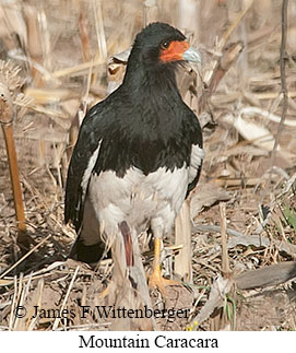 Mountain Caracara - © James F Wittenberger and Exotic Birding LLC