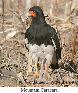Mountain Caracara - © James F Wittenberger and Exotic Birding LLC