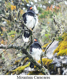 Mountain Caracara - &copy; James F Wittenberger and Exotic Birding LLC
