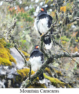 Mountain Caracara - &copy; James F Wittenberger and Exotic Birding LLC