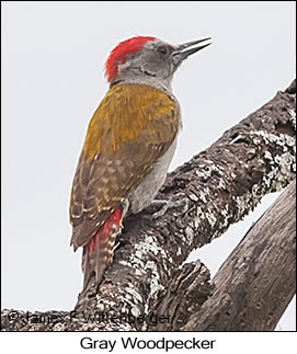 Mountain Gray Woodpecker - © James F Wittenberger and Exotic Birding LLC Mountain Gray Woodpecker - © James F Wittenberger and Exotic Birding LLC