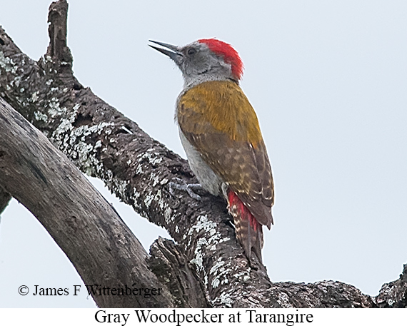 Mountain Gray Woodpecker - © James F Wittenberger and Exotic Birding LLC