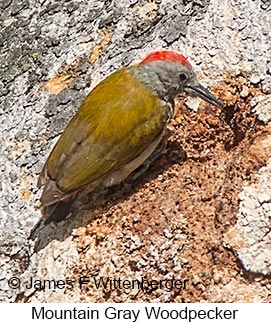 Mountain Gray Woodpecker - © James F Wittenberger and Exotic Birding LLC Mountain Gray Woodpecker - © James F Wittenberger and Exotic Birding LLC