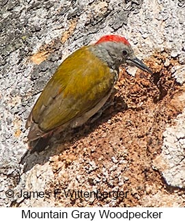 Mountain Gray Woodpecker - © James F Wittenberger and Exotic Birding LLC