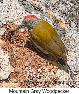 Mountain Gray Woodpecker - © James F Wittenberger and Exotic Birding LLC