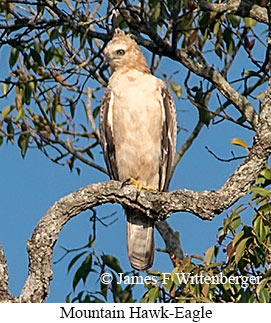 Mountain Hawk-Eagle - © James F Wittenberger and Exotic Birding LLC