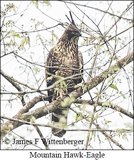 Mountain Hawk-Eagle - © James F Wittenberger and Exotic Birding LLC