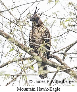 Mountain Hawk-Eagle - © James F Wittenberger and Exotic Birding LLC