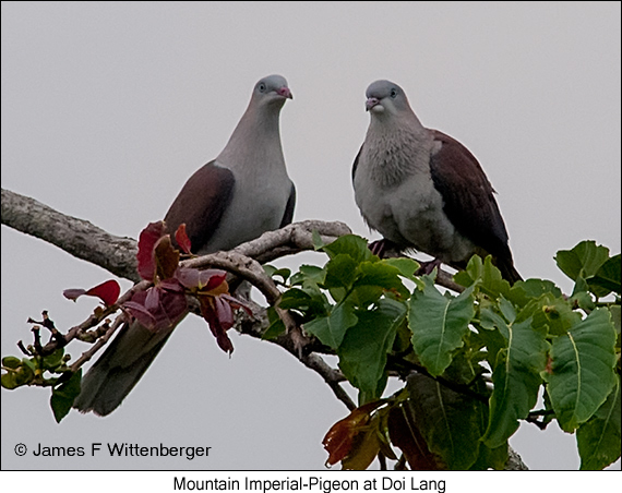 Mountain Imperial-Pigeon - © James F Wittenberger and Exotic Birding LLC