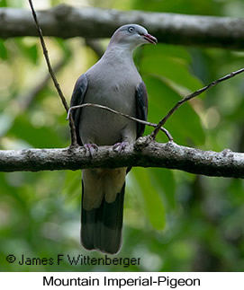 Mountain Imperial-Pigeon - © James F Wittenberger and Exotic Birding LLC Mountain Imperial-Pigeon - © James F Wittenberger and Exotic Birding LLC