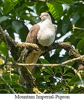 Mountain Imperial-Pigeon - &copy; James F Wittenberger and Exotic Birding LLC