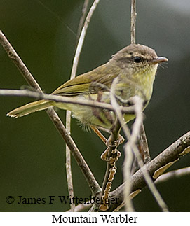 Mountain Leaf Warbler - © James F Wittenberger and Exotic Birding LLC