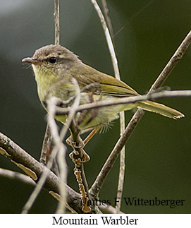 Mountain Leaf Warbler - &copy; James F Wittenberger and Exotic Birding LLC