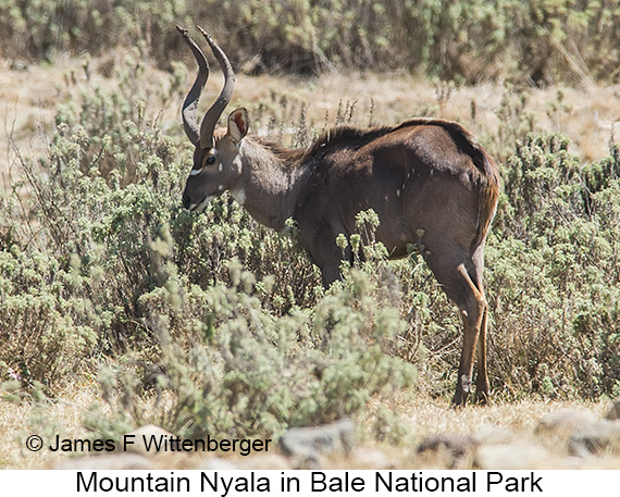 Mountain Nyala - © James F Wittenberger and Exotic Birding LLC