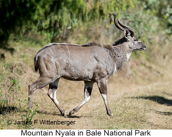 Mountain Nyala - © James F Wittenberger and Exotic Birding LLC