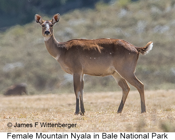 Mountain Nyala - © James F Wittenberger and Exotic Birding LLC Mountain Nyala - © James F Wittenberger and Exotic Birding LLC