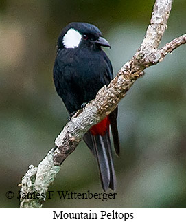 Mountain Peltops - © James F Wittenberger and Exotic Birding LLC