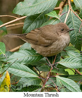 Mountain Thrush - © Laura L Fellows and Exotic Birding LLC