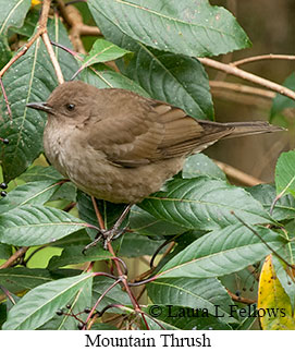 Mountain Thrush - © Laura L Fellows and Exotic Birding LLC