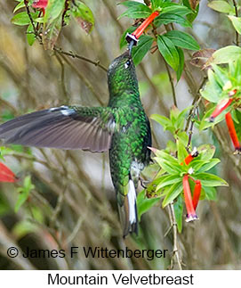 Mountain Velvetbreast - © James F Wittenberger and Exotic Birding LLC Mountain Velvetbreast - © James F Wittenberger and Exotic Birding LLC