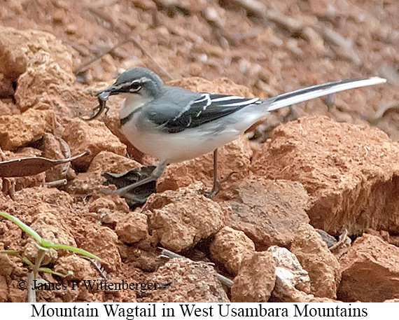 Mountain Wagtail - © James F Wittenberger and Exotic Birding LLC