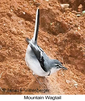 Mountain Wagtail - © James F Wittenberger and Exotic Birding LLC