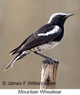 Mountain Wheatear - © James F Wittenberger and Exotic Birding LLC