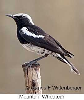Mountain Wheatear - © James F Wittenberger and Exotic Birding LLC