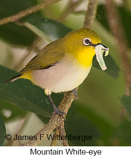 Mountain White-eye - © James F Wittenberger and Exotic Birding LLC Mountain White-eye - © James F Wittenberger and Exotic Birding LLC