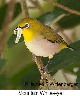 Mountain White-eye - © James F Wittenberger and Exotic Birding LLC