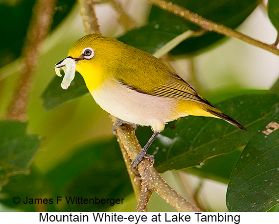 Mountain White-eye - © James F Wittenberger and Exotic Birding LLC Mountain White-eye - © James F Wittenberger and Exotic Birding LLC