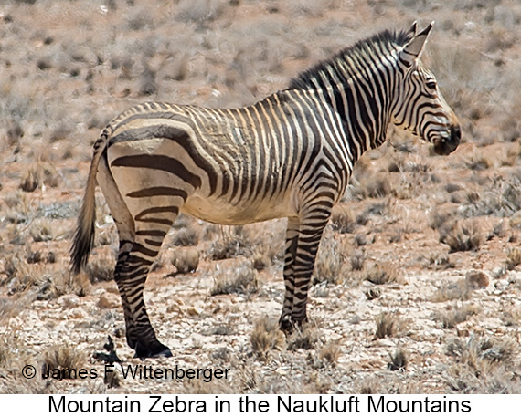 Mountain Zebra - © James F Wittenberger and Exotic Birding LLC