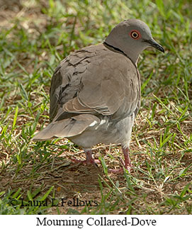 Mourning Collared-Dove - © Laura L Fellows and Exotic Birding LLC Mourning Collared-Dove - © Laura L Fellows and Exotic Birding LLC