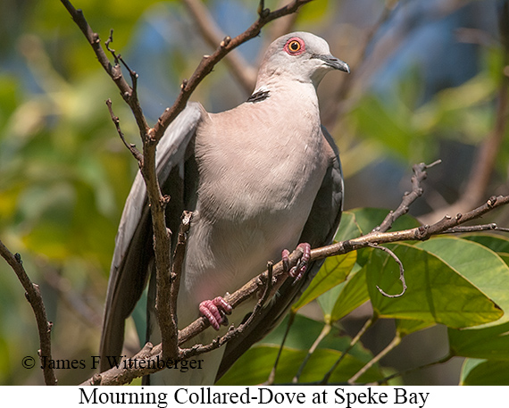 Mourning Collared-Dove - © James F Wittenberger and Exotic Birding LLC